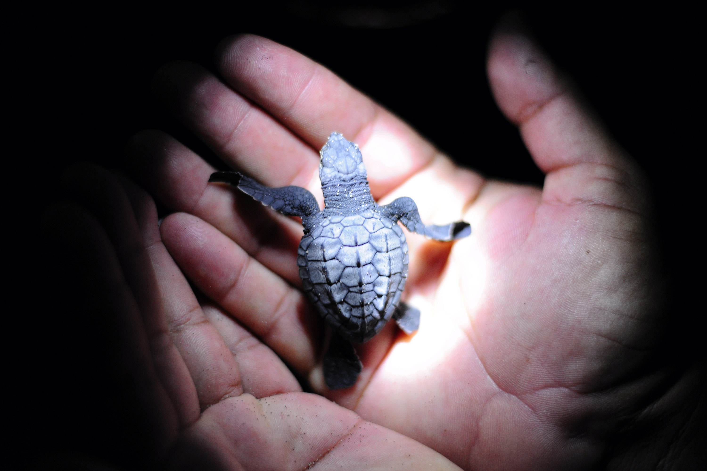Holding a baby sea turtle before it
