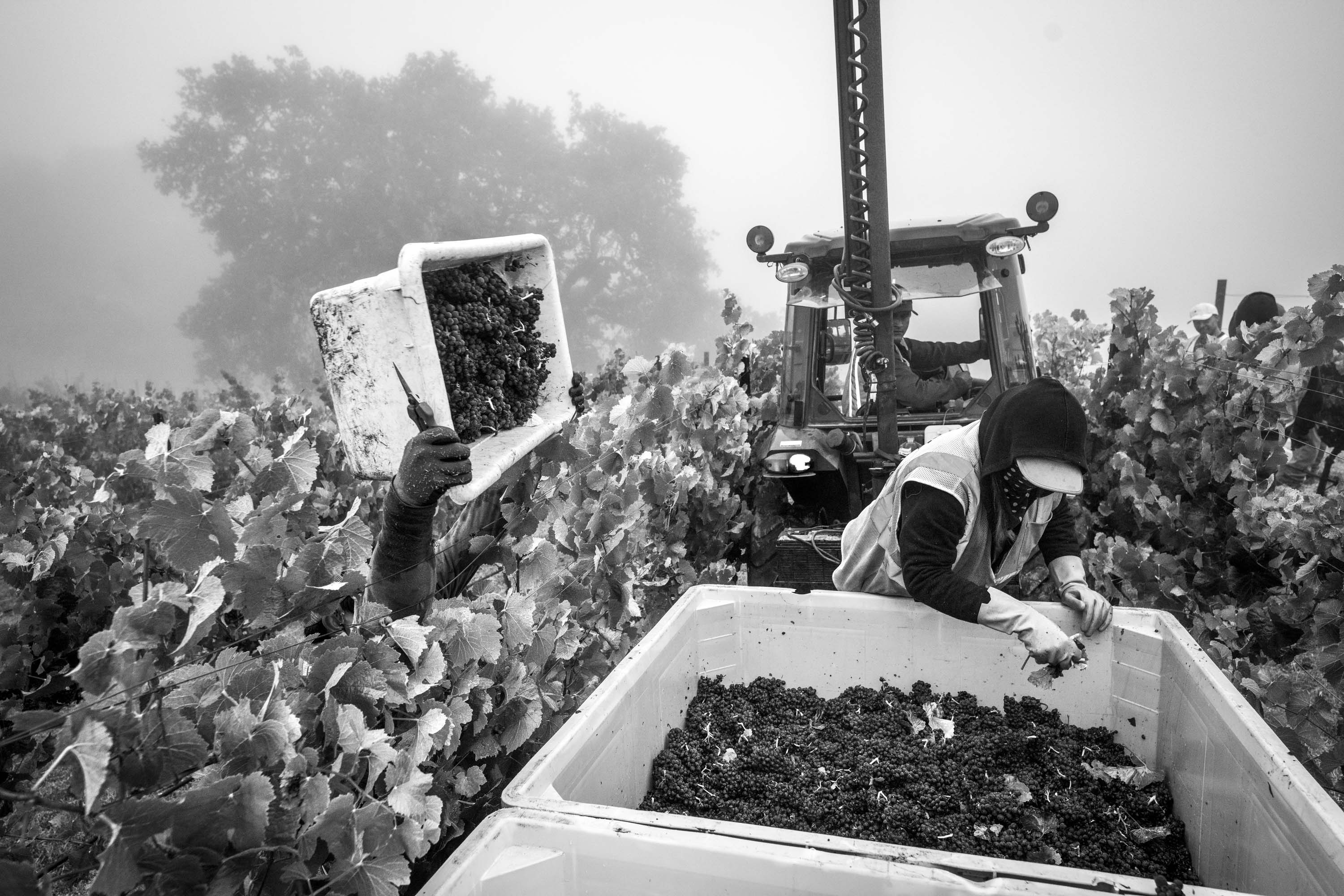 Cerise Vineyard workers harvesting grapes for winemaking in 2022, shot in black and white.