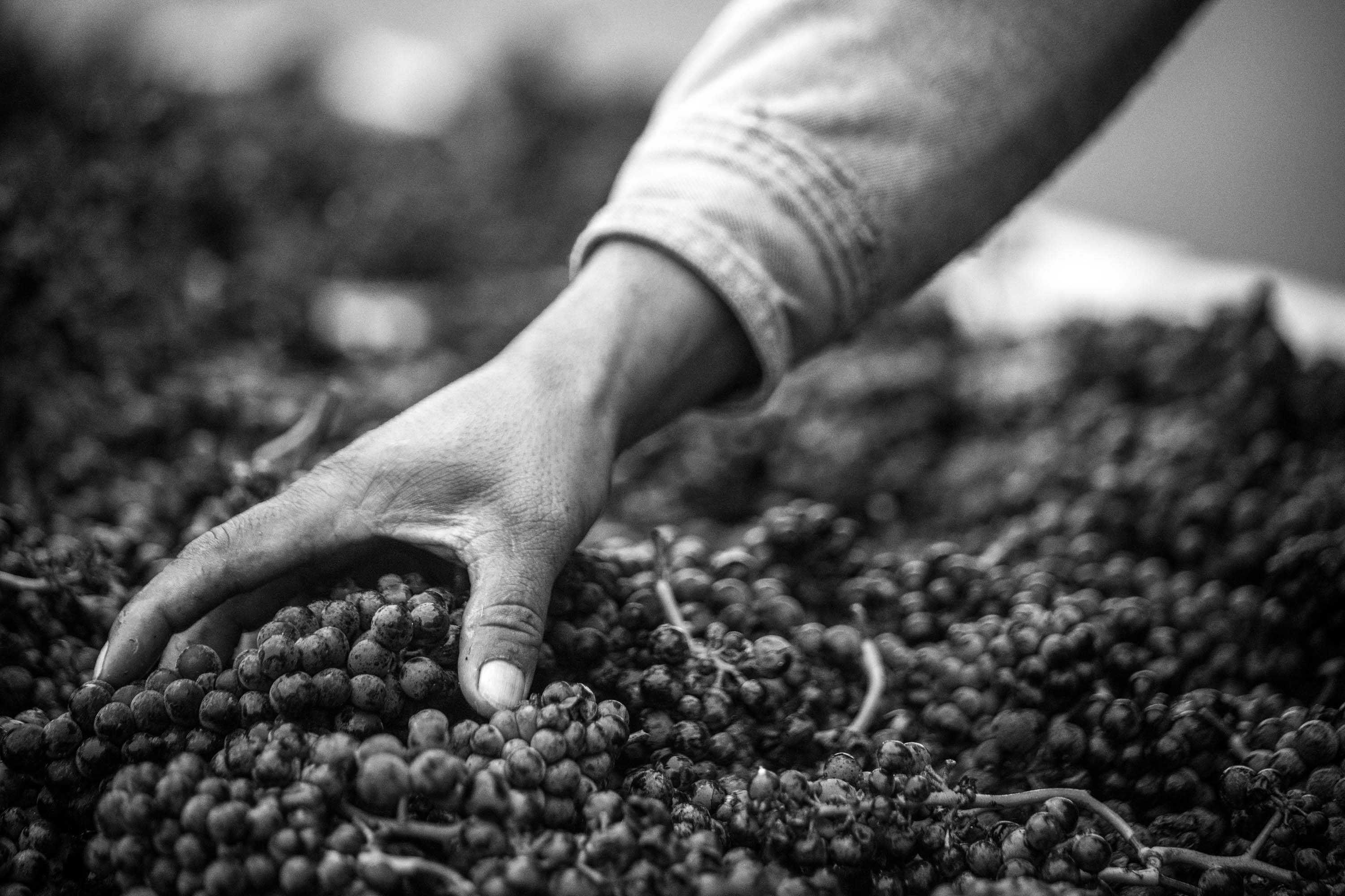 Cerise vineyard worker reaching into a bin of freshly harvested grapes.