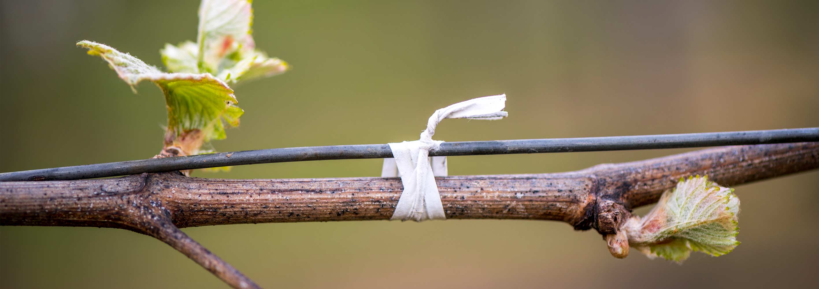 Cobb Wines grapevines budding early in the growing season