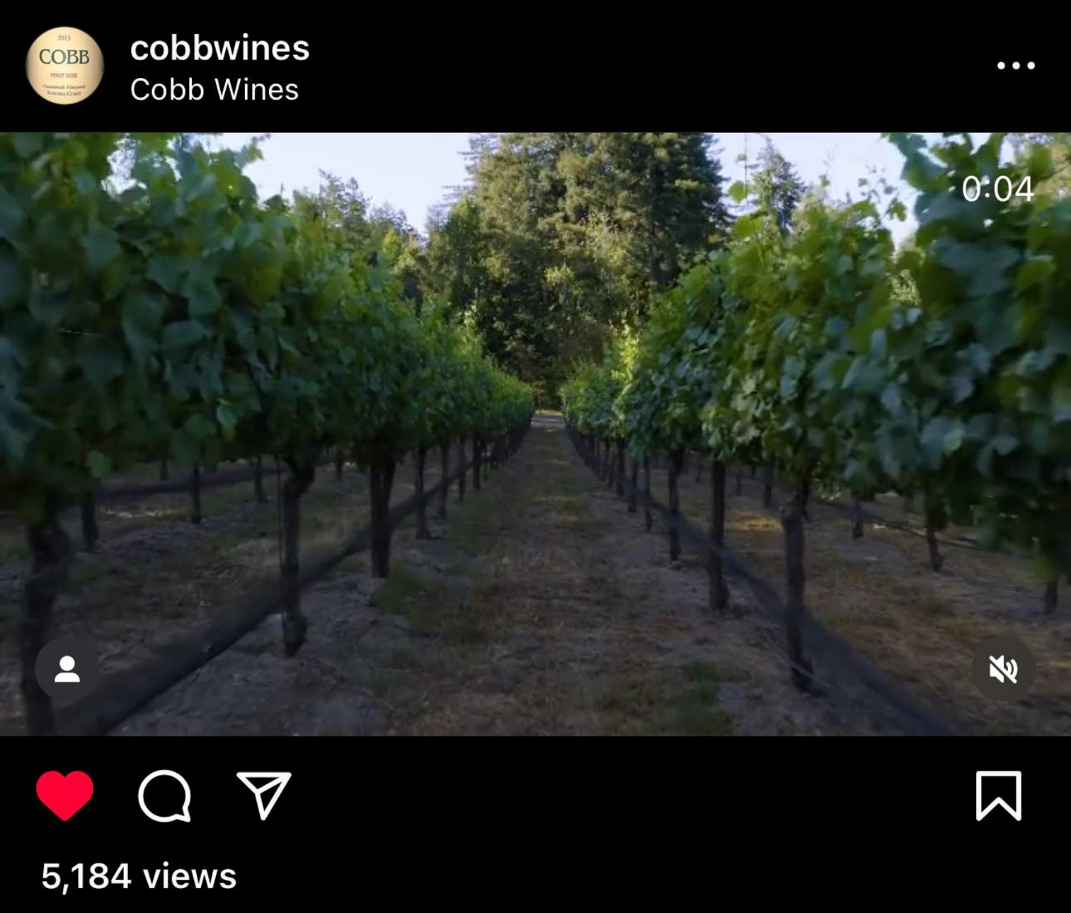 Walking between the grapevines in Cobb Wines