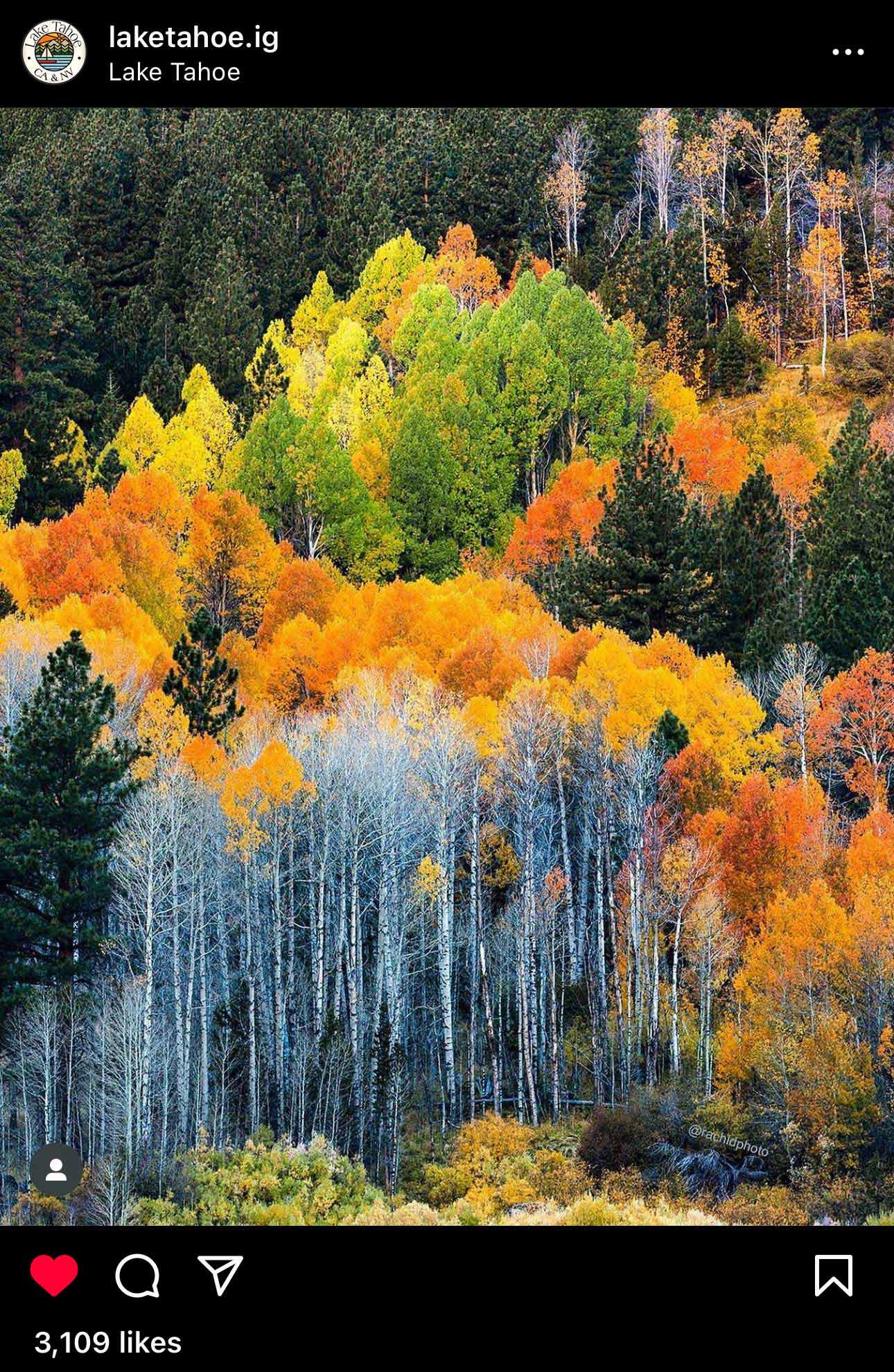 Fall colors of Aspen Trees shared by laketahoe.ig.