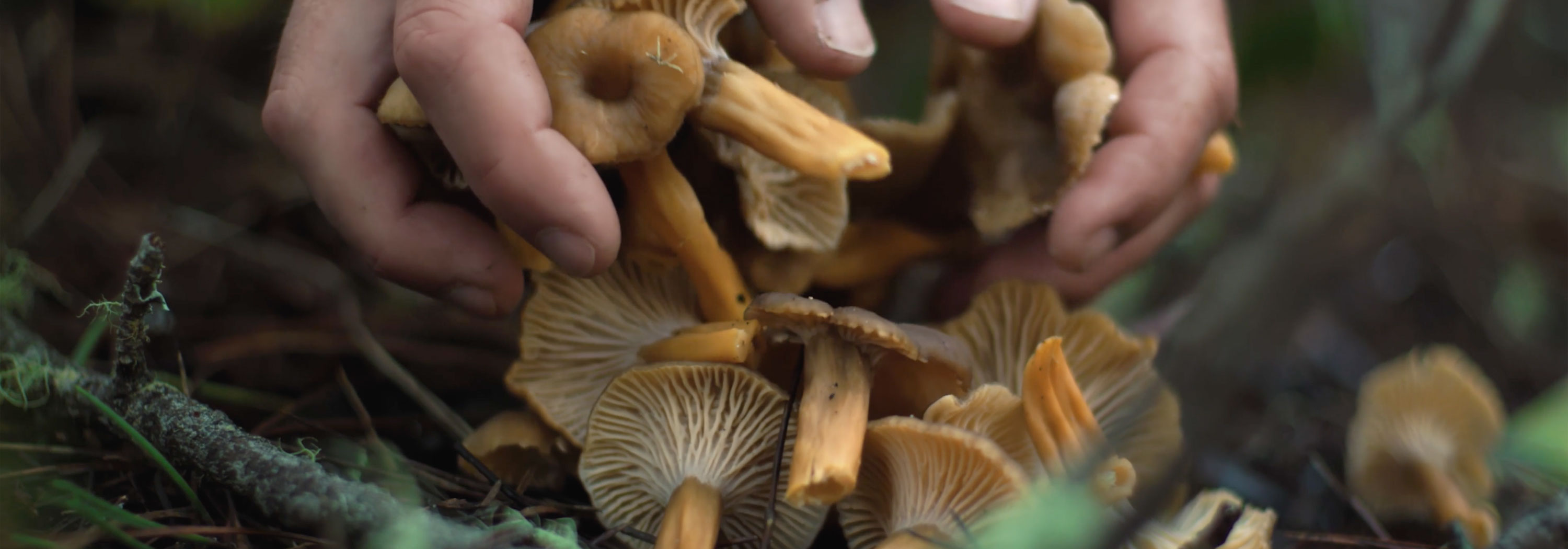 Mushrooms are good for you