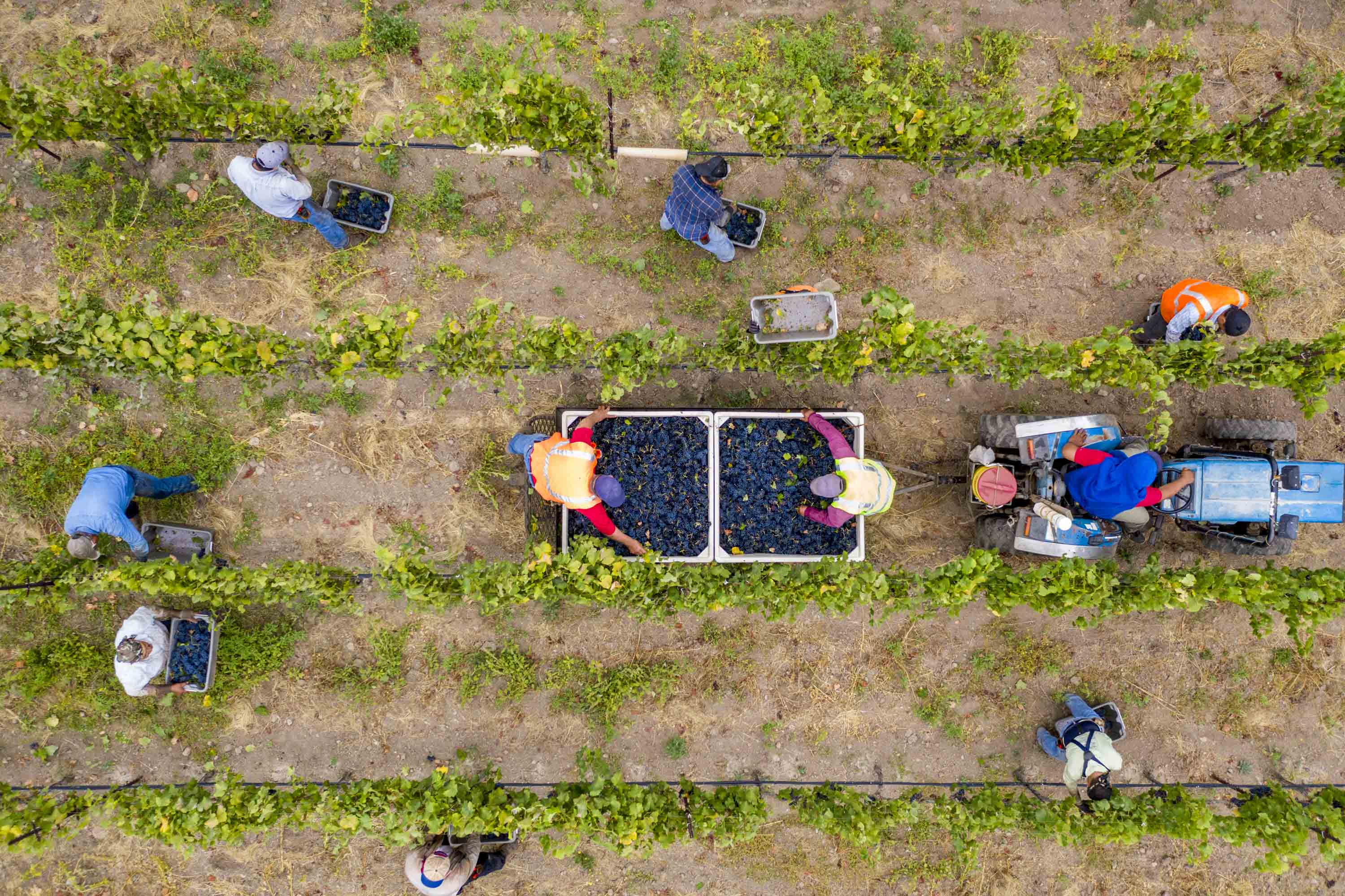 Vineyard workers harvest grapes at Silver Oak