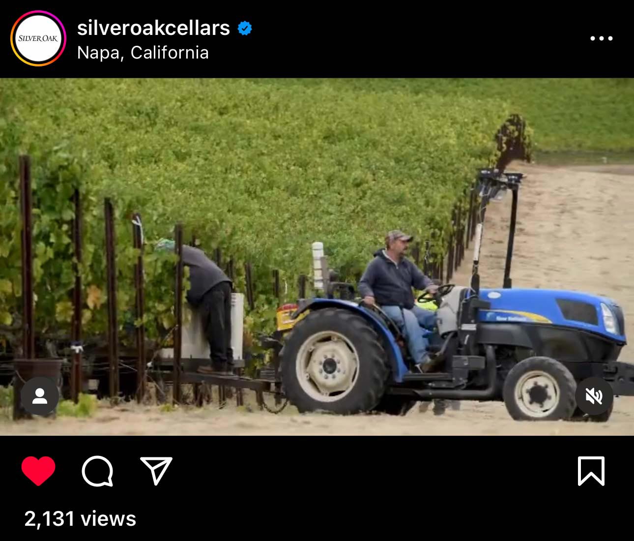 Driving a tractor through grapevines during harvest for Silver Oak.